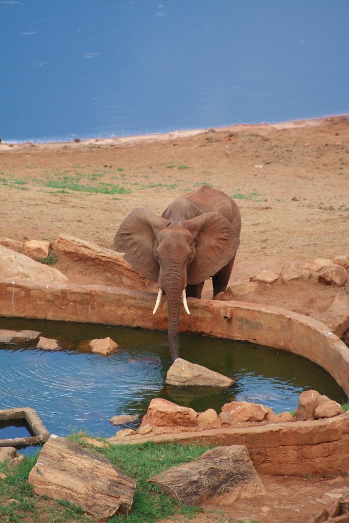 05-Elephant near the waterhole.jpg - Elephant near the waterhole